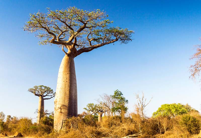 thumb_aduna_baobab_tree