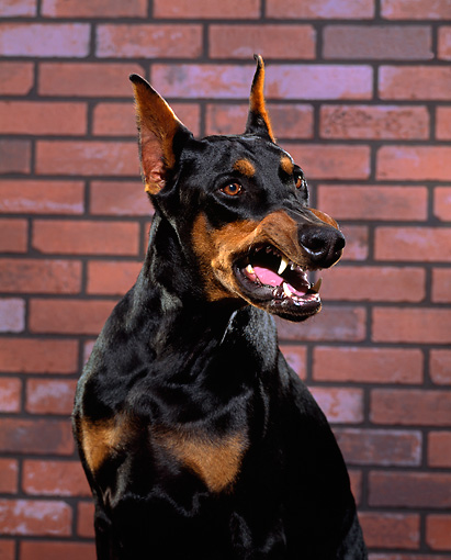 DOG_01_RK0228_01_P